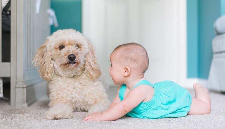 baby with dog